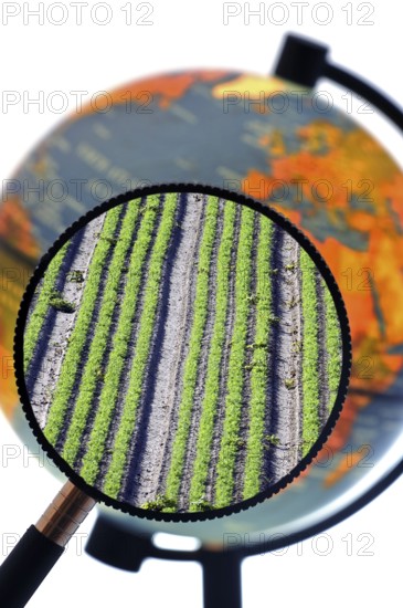 Rows of crops in field seen through magnifying glass held against illuminated terrestrial globe