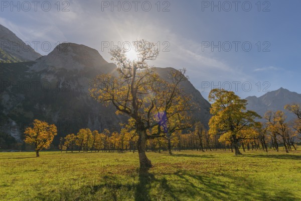 Engtal, Großer Ahornboden, Karwendel Mountains, Kalkalpen, Austria, Autumn-coloured sycamore maple (Acer pseudoplatanus) in the sunshine on the Eng, Europe