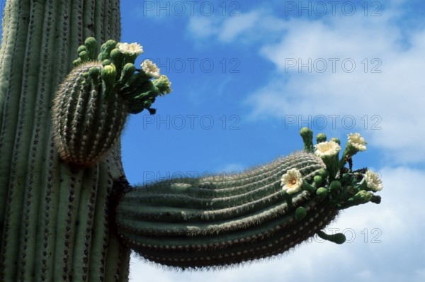 Saguaro (Carnegiea gigantea), Arizona (Cereus giganteus), USA, North America