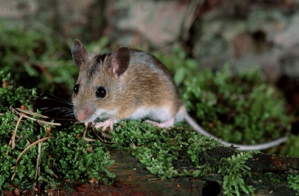 Wood Mouse (Apodemus sylvaticus), Germany, Europe
