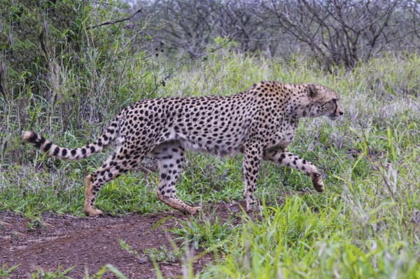 Young Southeast African cheetah (Acinonyx jubatus jubatus) stalking in the savannah, Kwazulu Natal Province, South Africa, Africa