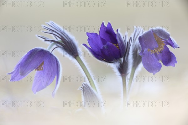 Purple flower ensemble of the common pasque flower against a light background, High Key, Bavaria, Germany, Europe