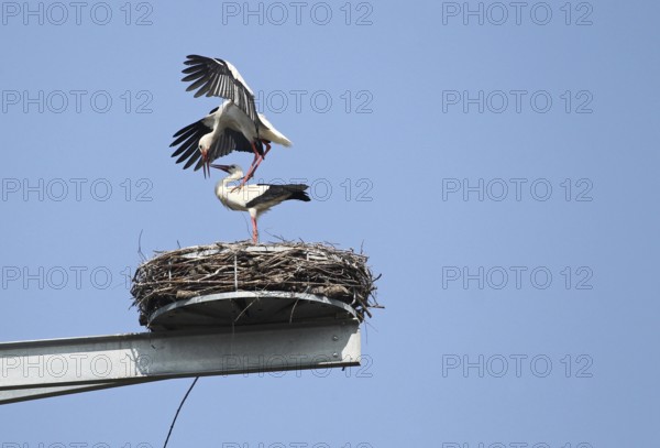White storks (Ciconia ciconia) Mating in the nest on a breeding mast in Unterallgäu, Allgäu, Bavaria, Germany, Europe
