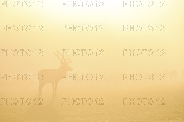 Red deer (Cervus elaphus) in the rut, male animal, captive, morning mood, Rhodes, Département Moselle, Lorraine, France, Europe