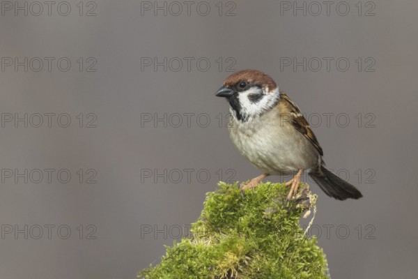 Tree sparrow on mossy trunk, Upper Austria, Austria, Europe