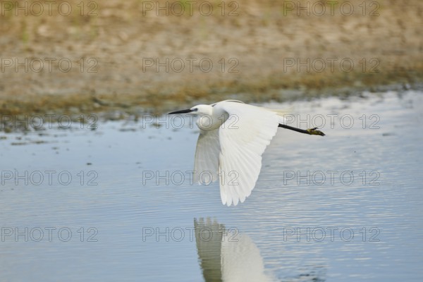 Great egret (Ardea alba) flying over a lake, Camargue, France, Europe