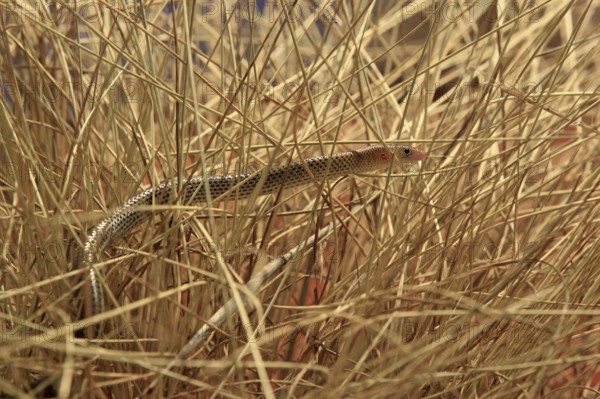 Spinifex Legless Lizard, Northern Territory, Australia (Delma nasuta), Spinifex Legless Lizard