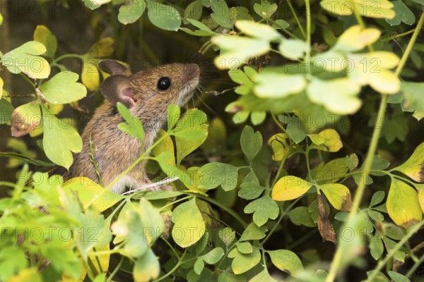 Wood mouse (Apodemus sylvaticus) foraging in yellow rock corydalis (Pseudofumaria lutea), Hesse, Germany, Europe