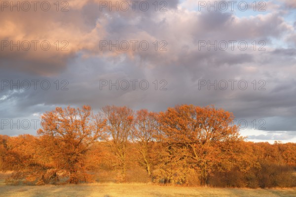 Typical floodplain landscape in autumn with willows and oaks, Middle Elbe Biosphere Reserve, Saxony-Anhalt, Germany, Europe
