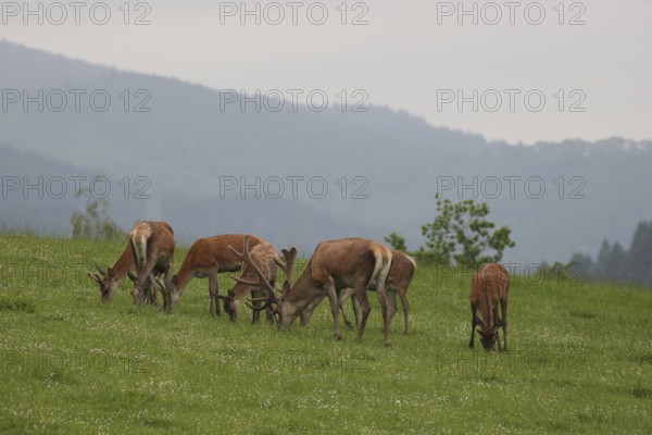 Red deer (Cervus elaphus) mixed herd on a summer mountain meadow Allgäu, Bavaria, Germany, Europe