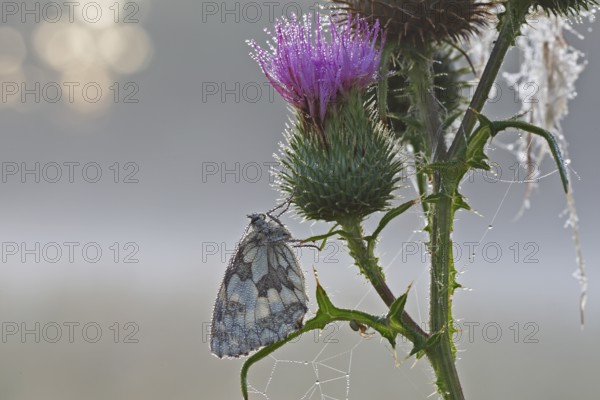 Marbled white (Melanargia galathea) in cold torpor on a thistle, Middle Elbe Biosphere Reserve, Saxony-Anhalt, Germany, Europe