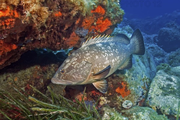 Dusky grouper (Epinephelus marginatus) with dorsal fin erect, reef wall overgrown with red sponge behind, Mediterranean Sea, Asinara Island Marine Reserve, Sardinia, Italy, Europe