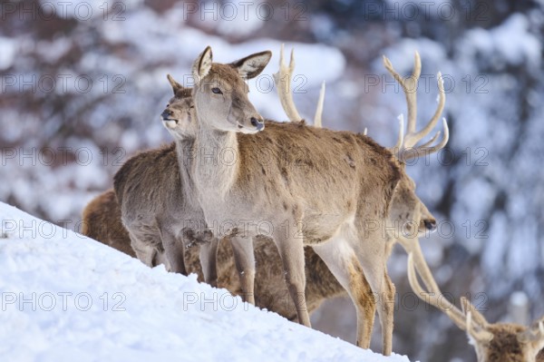 Red deer (Cervus elaphus) hind with pack on a snowy meadow in the mountains in tirol, Kitzbühel, Wildpark Aurach, Austria, Europe