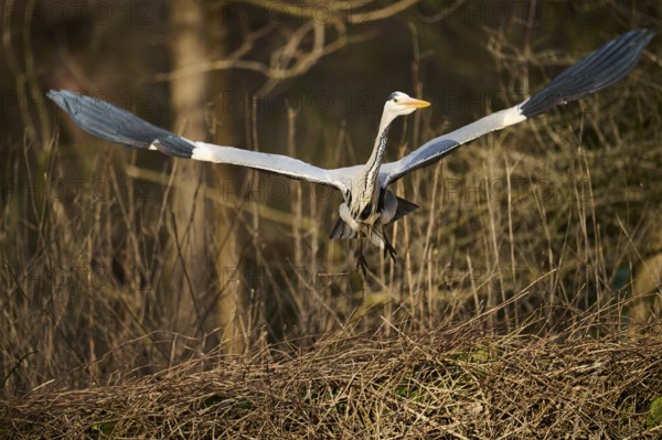Grey heron (Ardea cinerea) starts flying, Bavaria, Germany, Europe