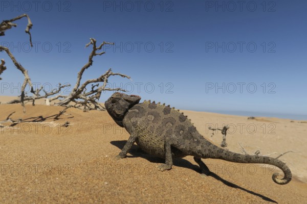 Namaqua Chameleon (Chamaeleo namaquensis), Namib Desert in Swakopmund, Namibia, Africa