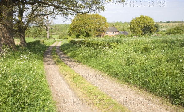 Spring seasonal landscape of quiet country lane trees and country cottage, Rendlesham, Suffolk, England, United Kingdom, Europe