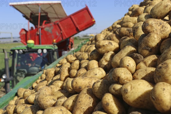 Agriculture potato harvesting with harvester (Mutterstadt, Rhineland-Palatinate)