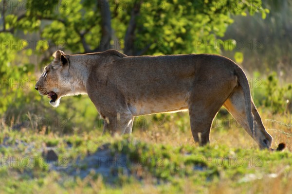 Lioness, female lion (Panthera leo) on the evening hunt, hunt, lookout, wild, free-living, safari, Moremi National Park in Botswana