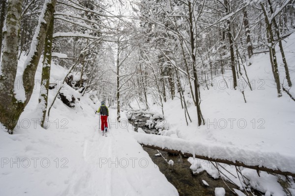 Ski tourer in snowy winter forest with mountain stream, Hachelbach in Josefstal, Mangfallgebrige, Neuhaus, Bavaria, Germany, Europe