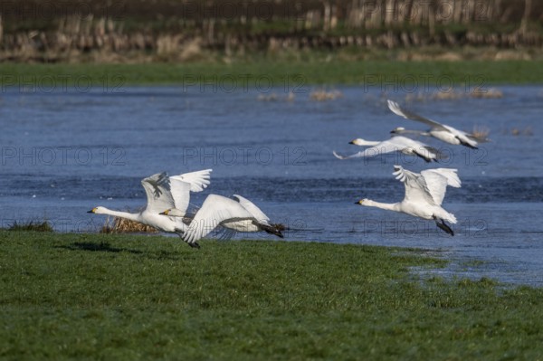 Whooper swans (Cygnus cygnus) and Bewick's swans (Cygnus bewickii), Emsland, Lower Saxony, Germany, Europe
