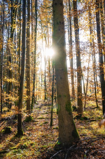 Sunbeams penetrate an autumnal forest and create a peaceful atmosphere, tree planting campaign, Waldbike Calw, Calw district, Black Forest, Germany, Europe
