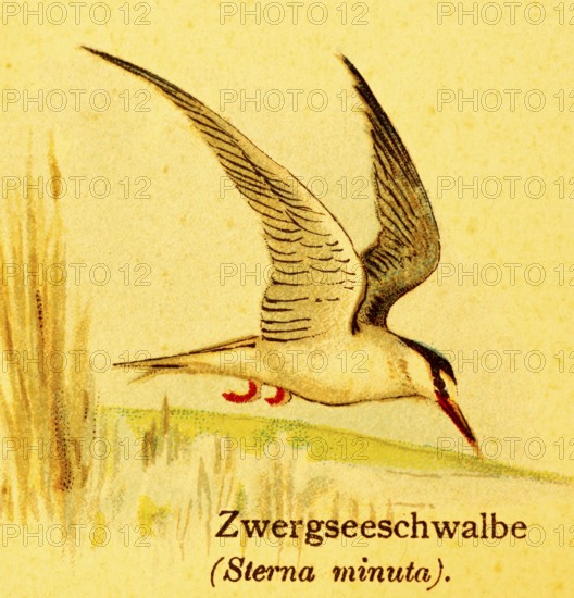 Little tern (Sternula albifrons) in flight, habitat, water, lakeshore, reeds, World of Birds, historical illustration 1890