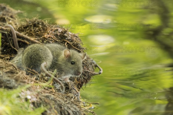 A juvenile Norway rat (Rattus norvegicus) sitting on the bank of a stream, Hesse, Germany, Europe