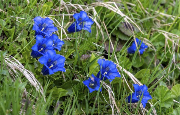 Stemless gentian (Gentiana clusii) Lime gentian, flowering in a mountain meadow, Zillertal Alps, Tyrol, Austria, Europe