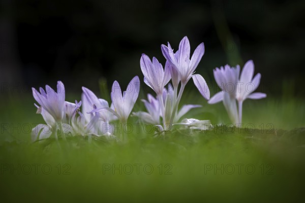 Crocuses (Crocus) among green grass under dark background, Botanical Garden or Botanisk Have, University of Copenhagen, Denmark, Europe