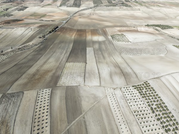 Farmland and cultivated olive trees (Olea europaea) . Aerial view. Drone shot. Granada province, Andalusia, Spain, Europe