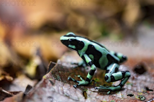 Green and black poison dart frog (Dendrobates auratus) on a leaf, Heredia Province, Costa Rica, Central America