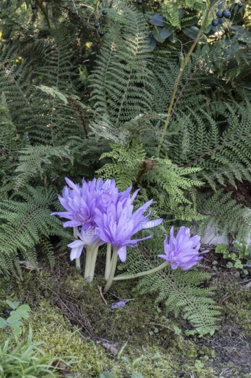 Autumn crocus (Colchicum autumnale Waterlily), Emsland, Lower Saxony, Germany, Europe