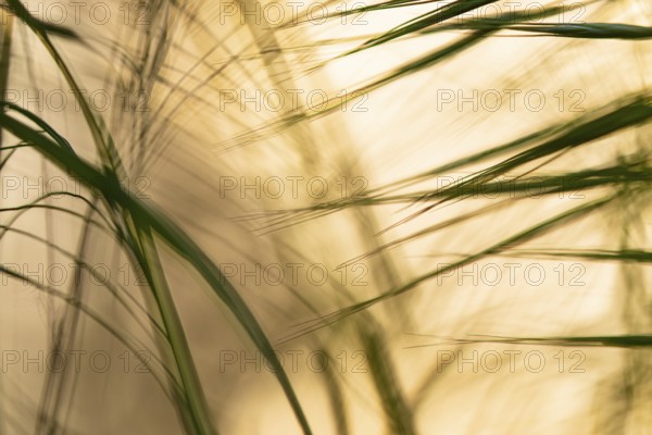 Play of light in the reeds, wind, dynamics, movement, Lake Dümmer, Lembruch, Lower Saxony, Germany, Europe