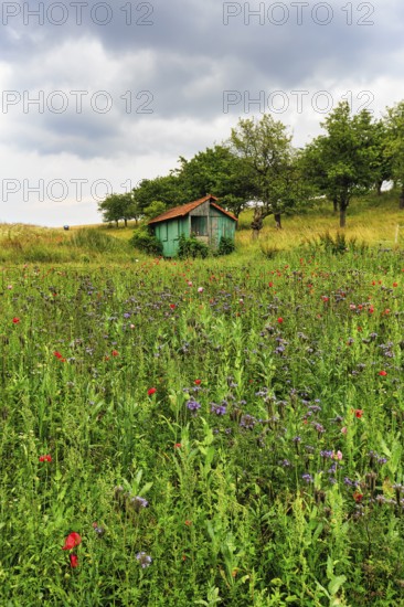 Flower meadow, Germerode, Meißner, Frau-Holle-Land Geo-nature park Park, Hesse, Germany, Europe