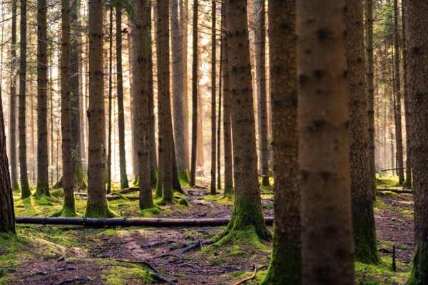 Sunbeams fall into a pine forest and create a calming ambience, Unterhaugstett, Black Forest, Germany, Europe