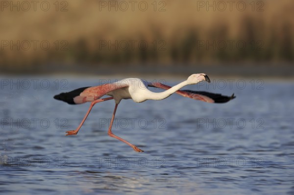 Greater flamingo (Phoenicopterus roseus) taking off, Camargue, Provence, southern France
