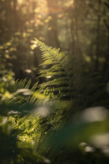 Green ferns in the forest, illuminated by the soft evening sunlight, create a peaceful and tranquil atmosphere, Black Forest, Gechingen, Germany, Europe