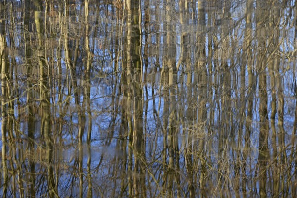 Reflection of deciduous trees on the water surface, North Rhine-Westphalia, Germany, Europe
