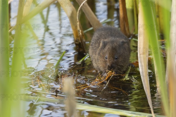 Water vole (Arvicola amphibius) adult animal eating pond weed in a lake in the summer, Suffolk, England, United Kingdom, Europe
