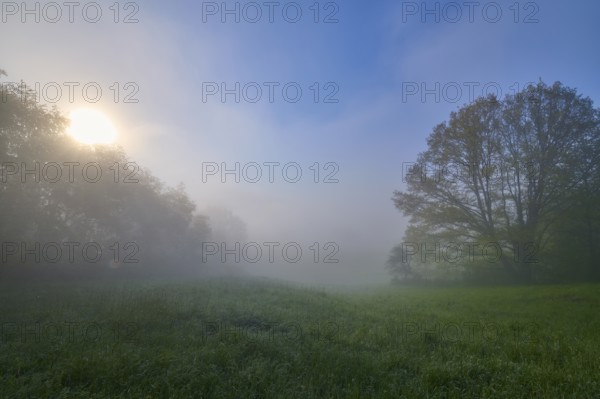 A foggy field in the early morning with trees and rising sun, Miltenberg, Spessart, Germany, Europe