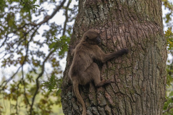 One young Gelada (Theropithecus gelada), or bleeding-heart monkey climbing up a tree. A green forest in the distant background