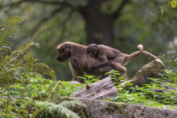 One female with one baby Gelada (Theropithecus gelada), or bleeding-heart monkey riding on her back, walking through riverine vegetation behind a log. A green forest in the background