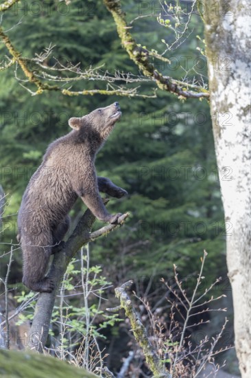 One young eurasian brown bear (Ursus arctos arctos) climbing up a vertical branch and tries to reach something. Green vegetation in the background