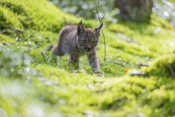 One young (10 weeks old) male Eurasian lynx, (Lynx lynx), walking over a mossy, wet forest floor. Backlit condition