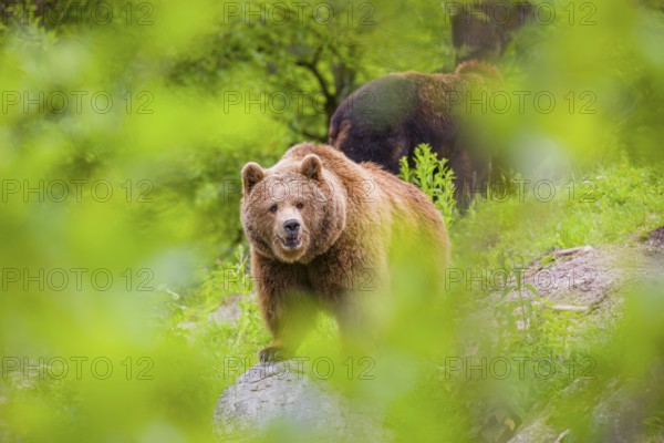 An adult female and a young male (Ursus arctos arctos) stand on a hilltop behind a rotting tree, framed by fresh green leaves
