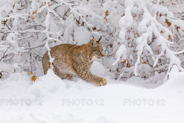 One young male Eurasian lynx, (Lynx lynx), walking through deep snow covered undergrowth in a forest