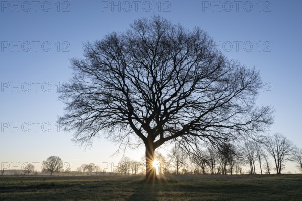 English oak (Quercus robur), solitary tree, backlit with sun star, blue sky, Lower Saxony, Germany, Europe