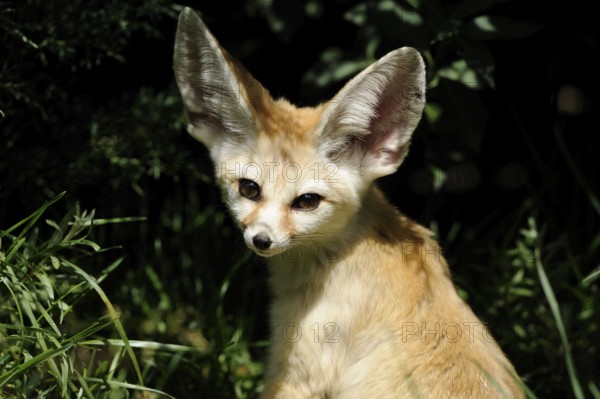 A fennec in the shade with strikingly large ears and light-coloured fur in a natural environment, fennec (Vulpes zerda), captive