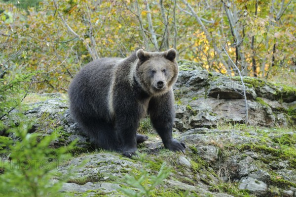 A bear sitting on a rocky forest floor in autumn, Eurasian brown bear (Ursus arctos arctos), Bavarian Forest National Park