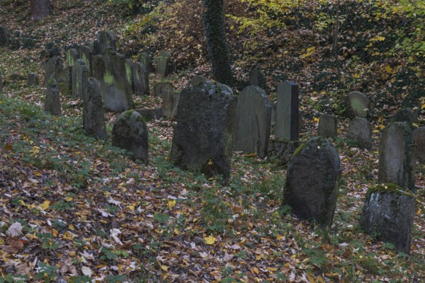 Moss covered tombstones on the old jewish cemetery in Chodova Plana, Czech Republic, from the 15th century, Europe
